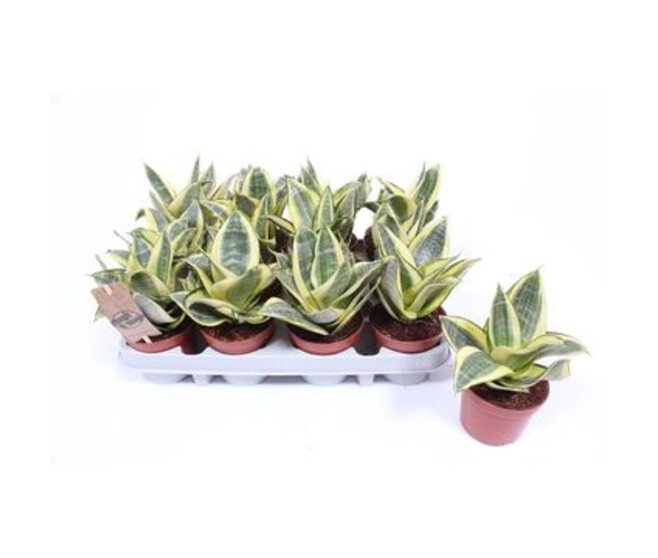 SANSEVIERIA GOLDEN HAHNII