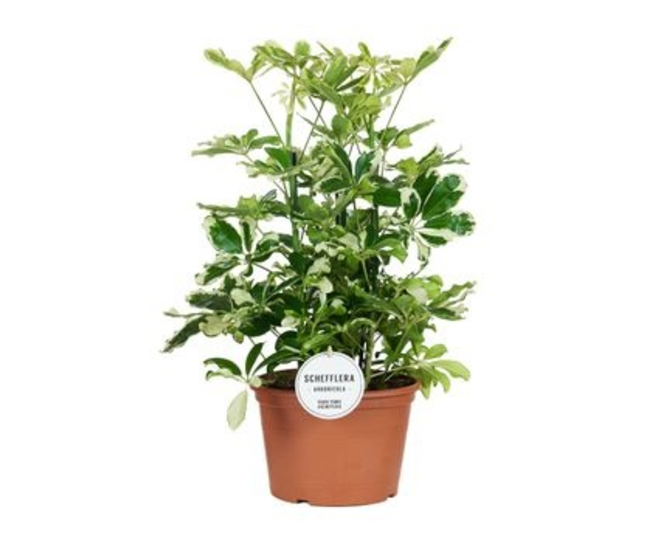 SCHEFFLERA CHARLOTTE 3PP