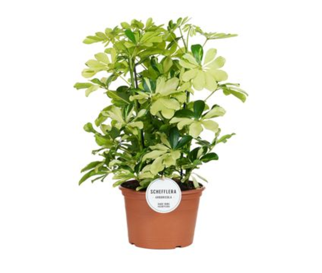 SCHEFFLERA MELANIE 3PP