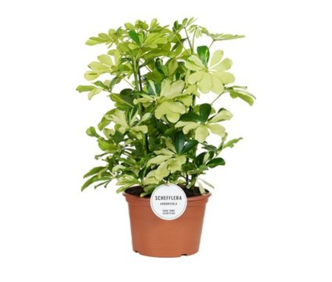SCHEFFLERA MELANIE 3PP