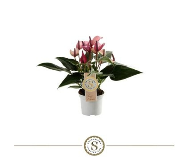 ANTHURIUM ANDREANUM ZIZOU