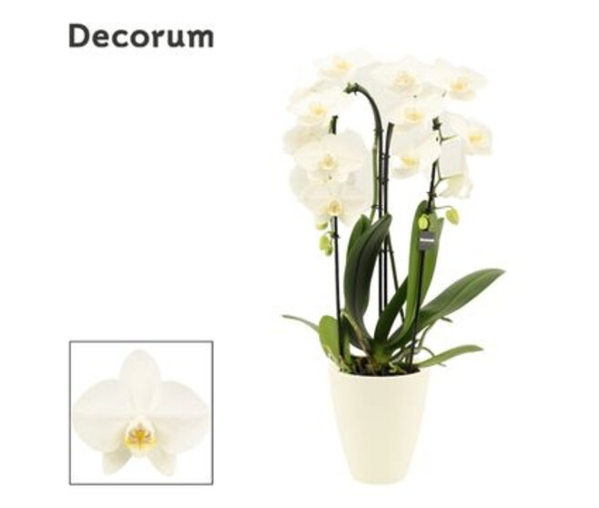 PHALAENOPSIS 2BR CASCADE CERAM