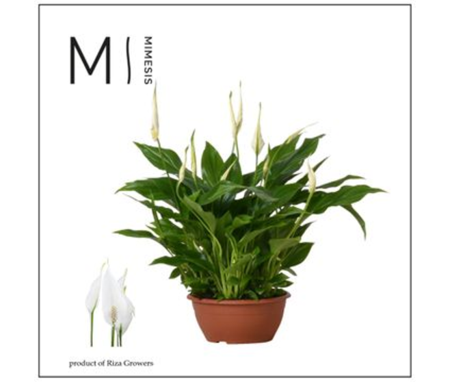 SPATHIPHYLLUM CHOPIN COUPE