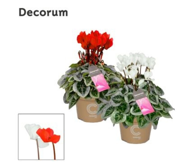 CYCLAMEN PICASSO BLANC ROUGE