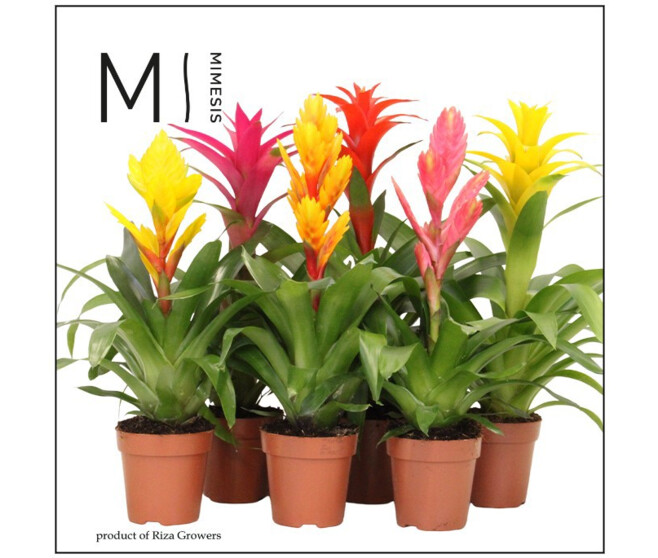 BROMELIACEE VARIES