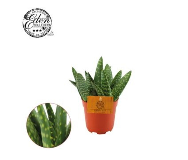 ALOE PARADISICUM