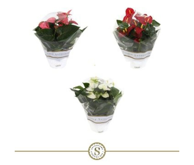ANTHURIUM CHAMPION VARIES SUPPORT CARTON