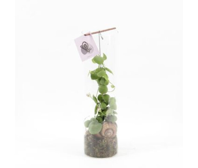 DISCHIDIA VERRE