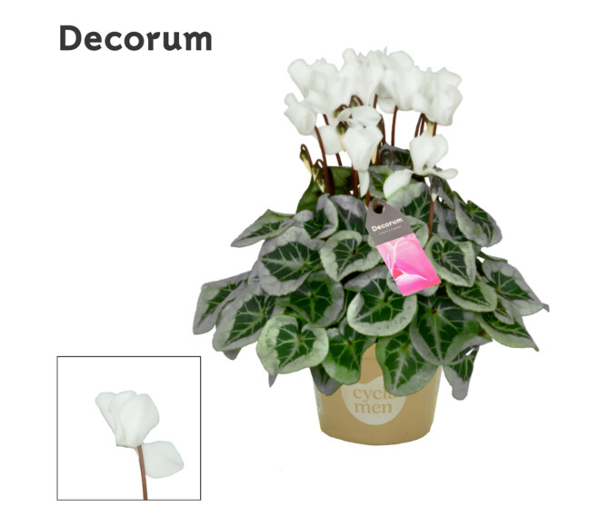 CYCLAMEN PICASSO 22CM BLANC