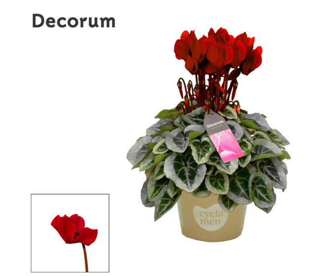 CYCLAMEN PICASSO 20CM BORDEAUX