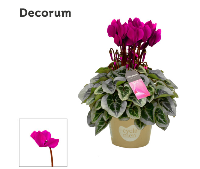 CYCLAMEN PICASSO 22CM MAUVE