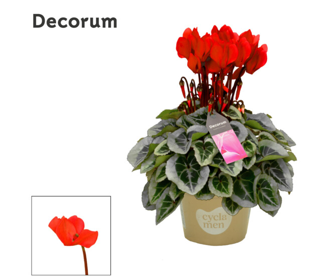 CYCLAMEN PICASSO 22CM ROUGE