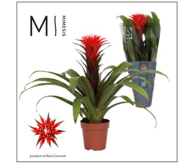 GUZMANIA HOPE ROUGE