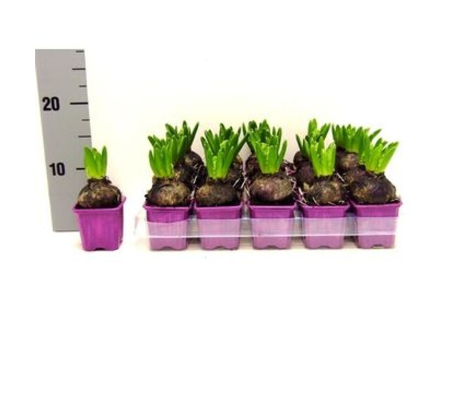 JACINTHE SPLENDID CORNELIA MAUVE 1PP