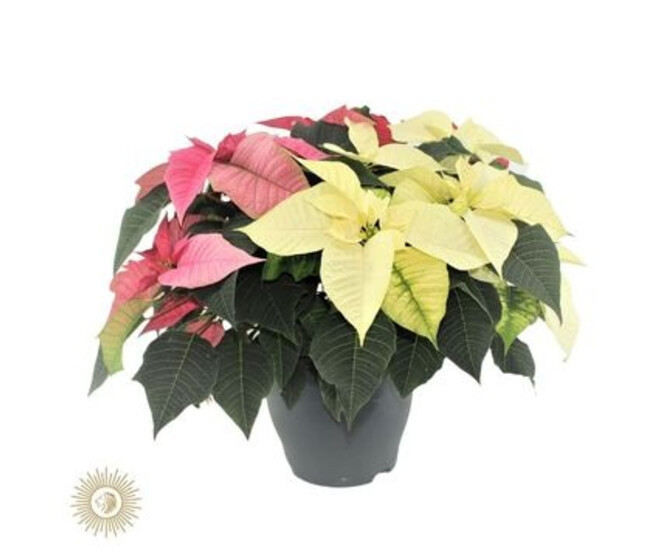 POINSETTIA CARNAVAL