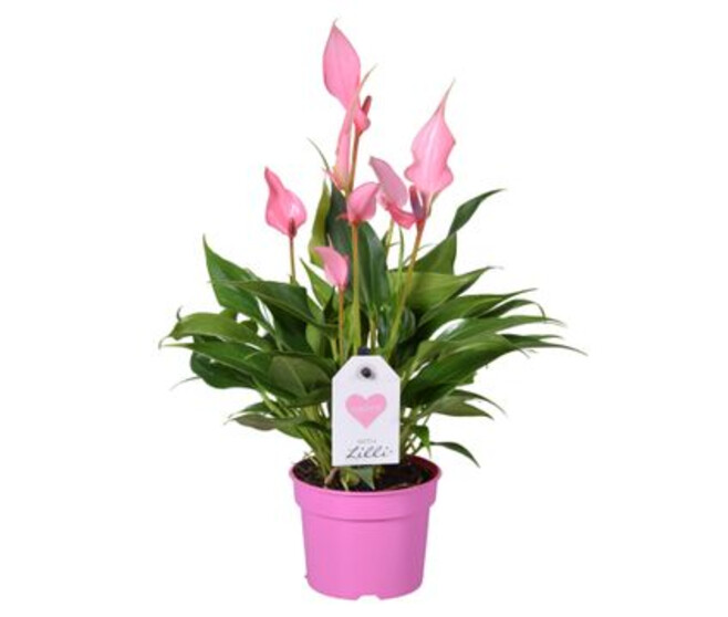 ANTHURIUM ANDREANUM LILLI
