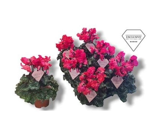CYCLAMEN MIDI MERENQUE ROUGE