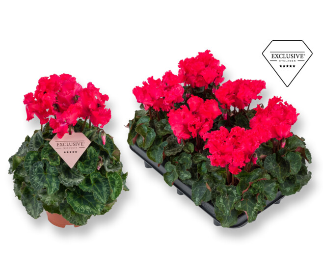 CYCLAMEN MIDI MERENQUE ROUGE