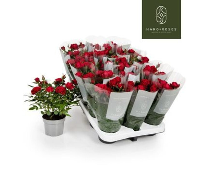 ROSIER KORDANA ROUGE