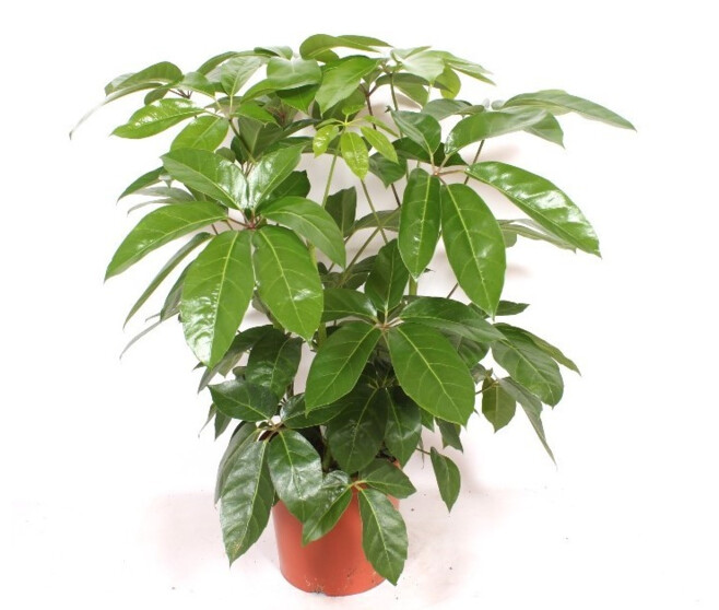 SCHEFFLERA AMATE