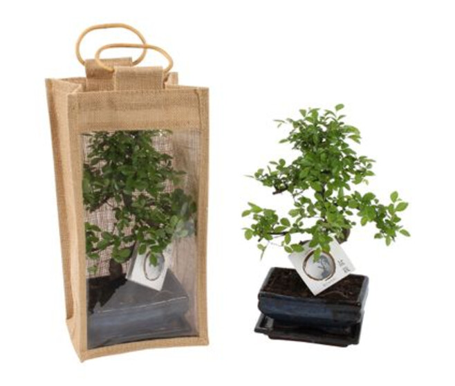 BONSAI CERAM SAC JUTE