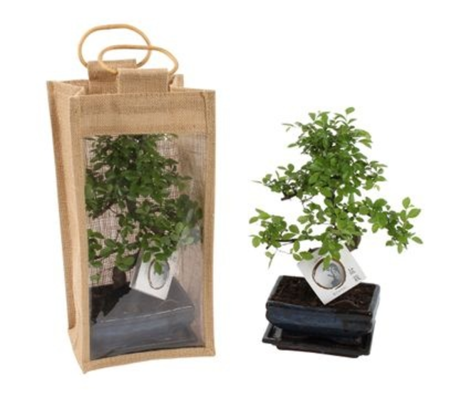 BONSAI CERAM SAC JUTE