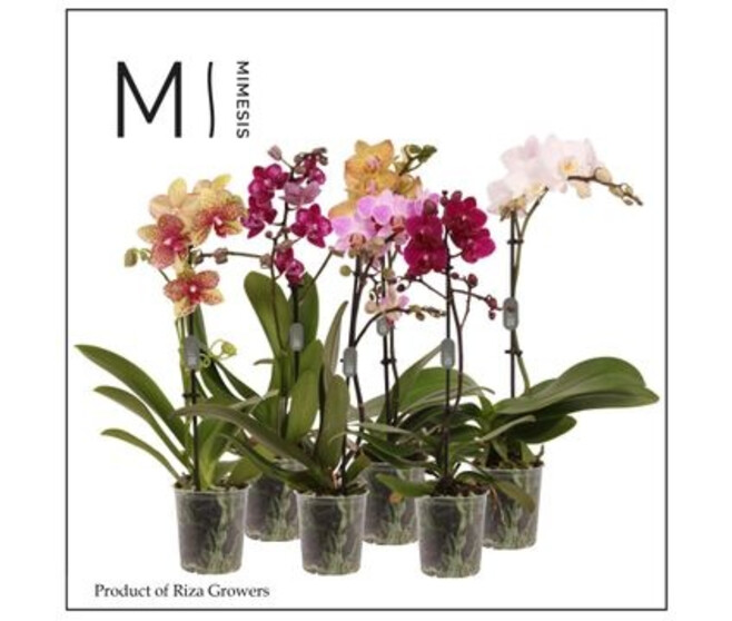 PHALAENOPSIS 1BR MF VARIES