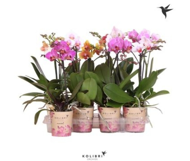 PHALAENOPSIS 1BR MF VARIES