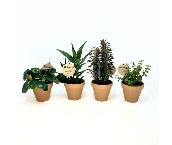 PLANTES VERTES VARIEES