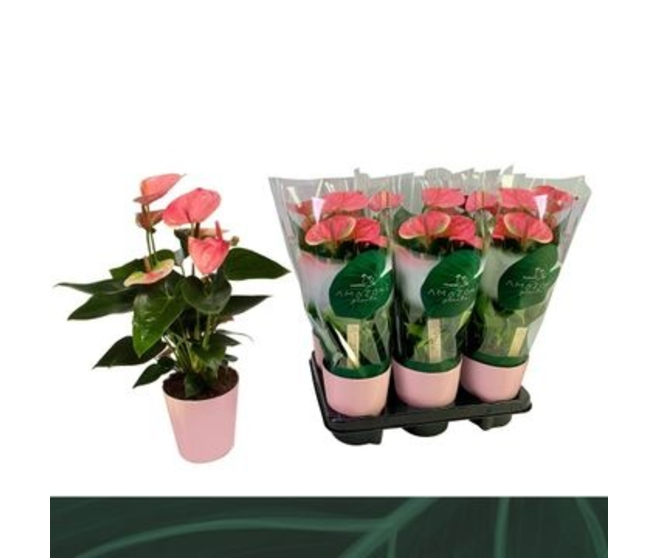 ANTHURIUM ANDREANUM SWEET DREAM