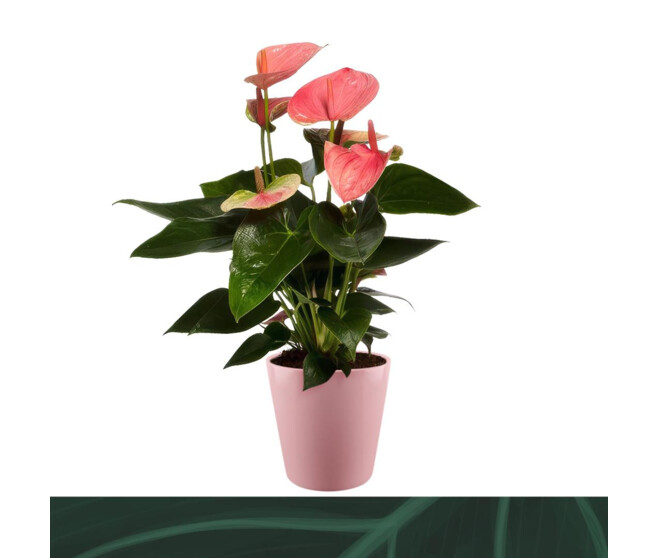ANTHURIUM ANDREANUM SWEET DREAM