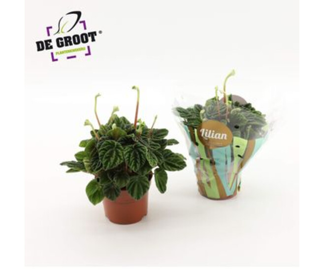 PEPEROMIA LILIAN