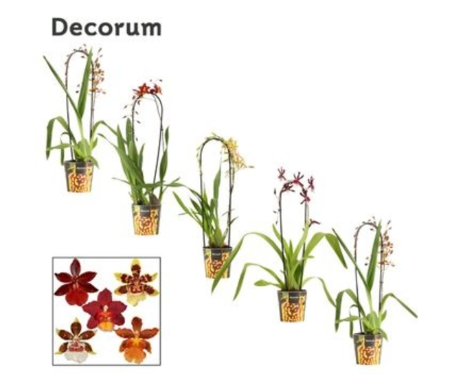 CAMBRIA 1BR VARIE CASCADE DECORUM