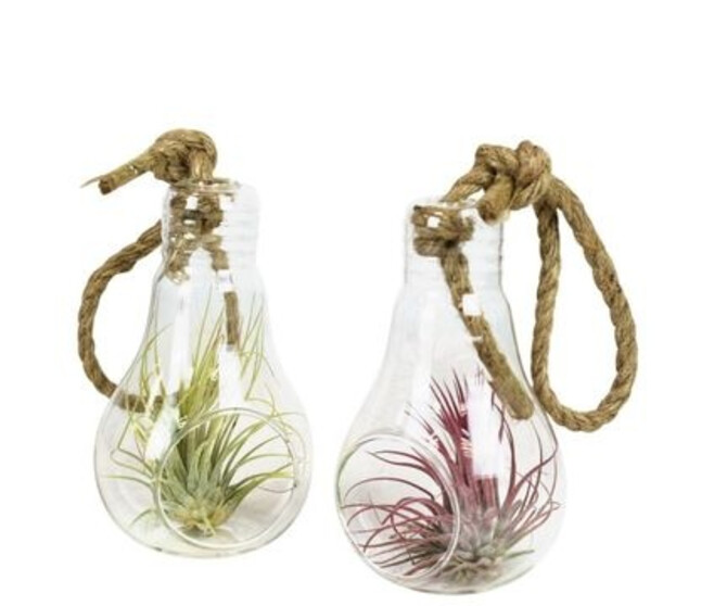 TILLANDSIA AMPOULE VERRE SUSP