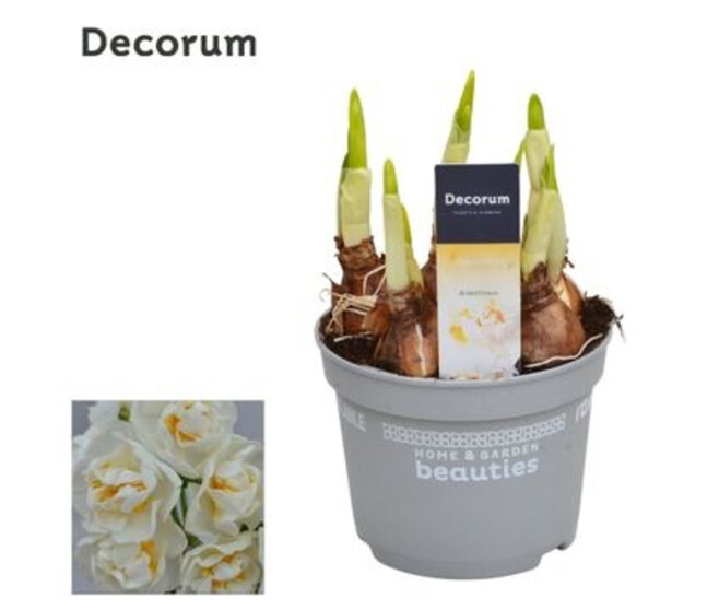NARCISSE BRIDAL CROWN DECORUM