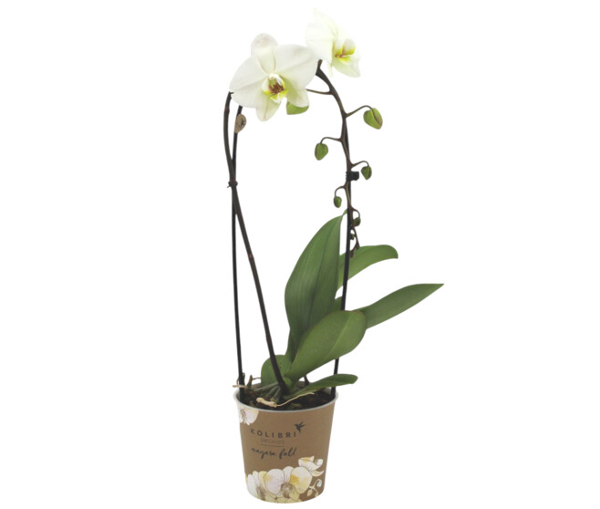 PHALAENOPSIS 1BR BLANC CASCADE