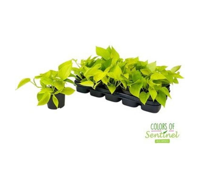 SCINDAPSUS GOLDEN POTHOS