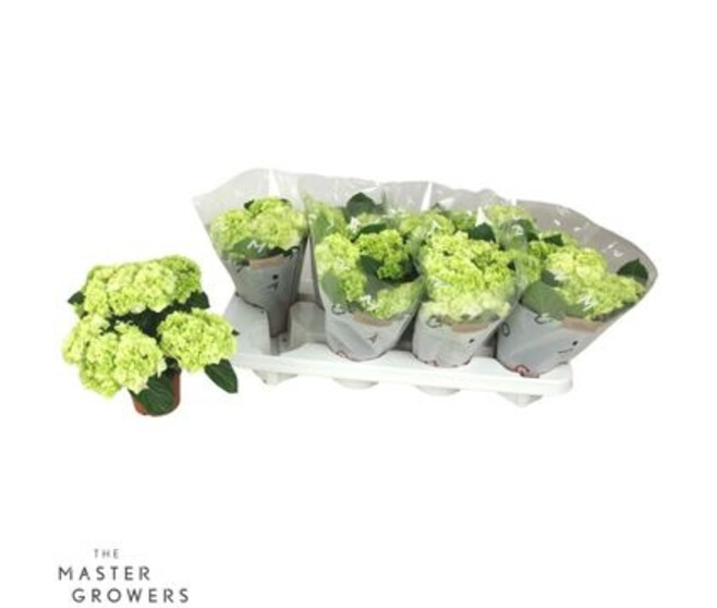 HORTENSIA 4FL+ BLANC