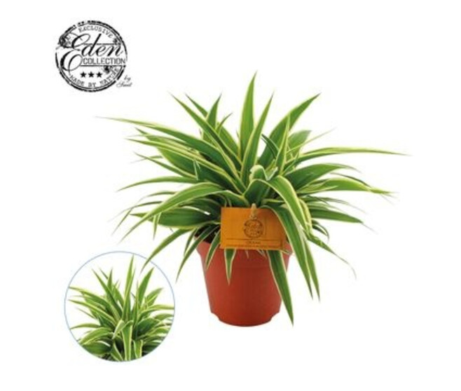 CHLOROPHYTUM OCEAN