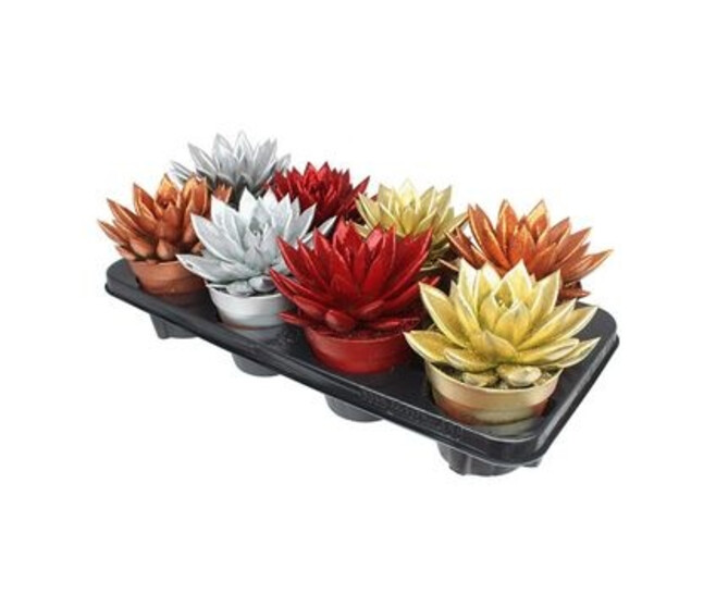 ECHEVERIA MIRANDA TEINTE PAILLETTE