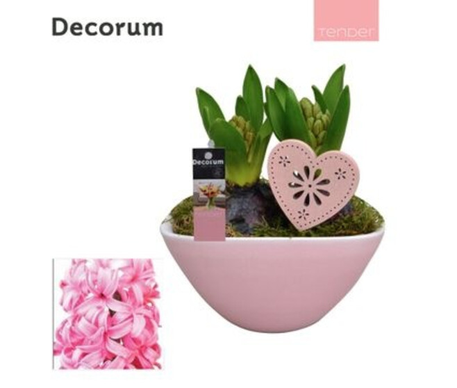 JACINTHE X2 ROSE CERAM