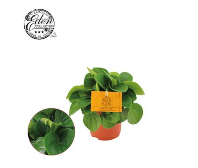 PEPEROMIA RANA VERDE