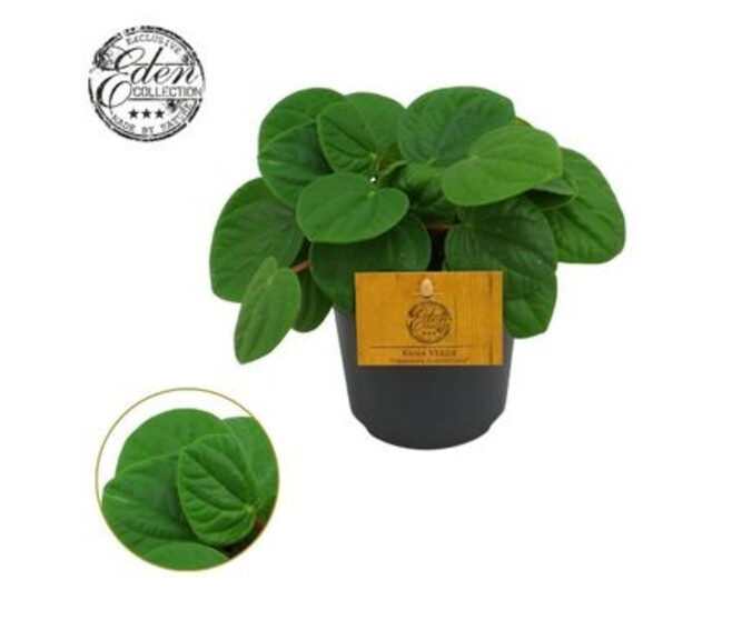 PEPEROMIA RANA VERDE