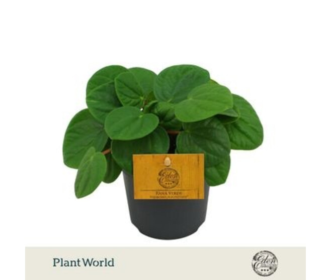 PEPEROMIA RANA VERDE
