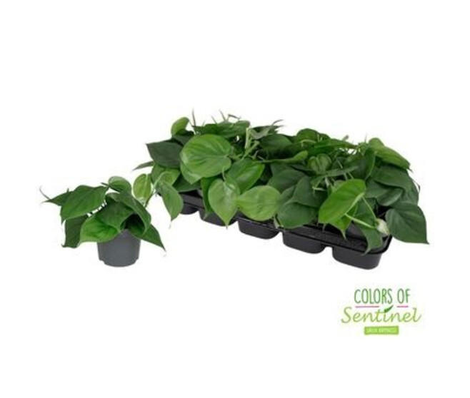 PHILODENDRON SCANDENS