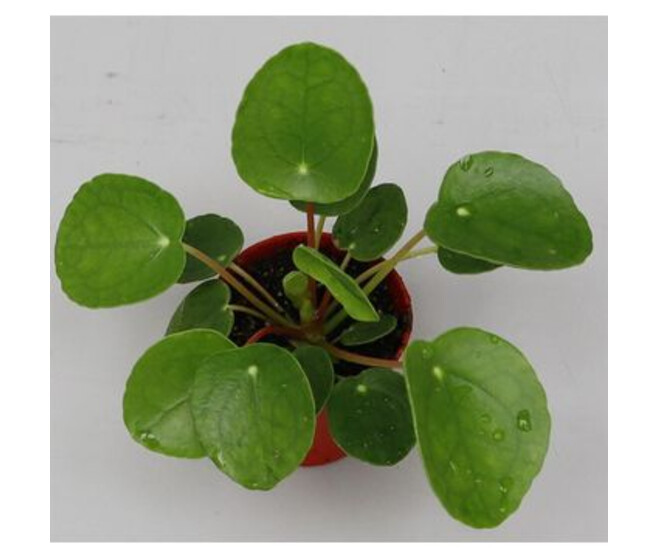PILEA PEPEROMIOIDES