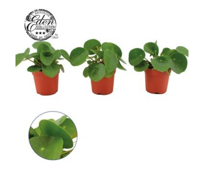 PILEA PEPEROMIOIDES