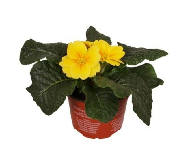 PRIMEVERE ACAULIS JAUNE