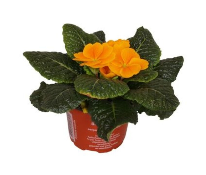 PRIMEVERE ACAULIS ORANGE