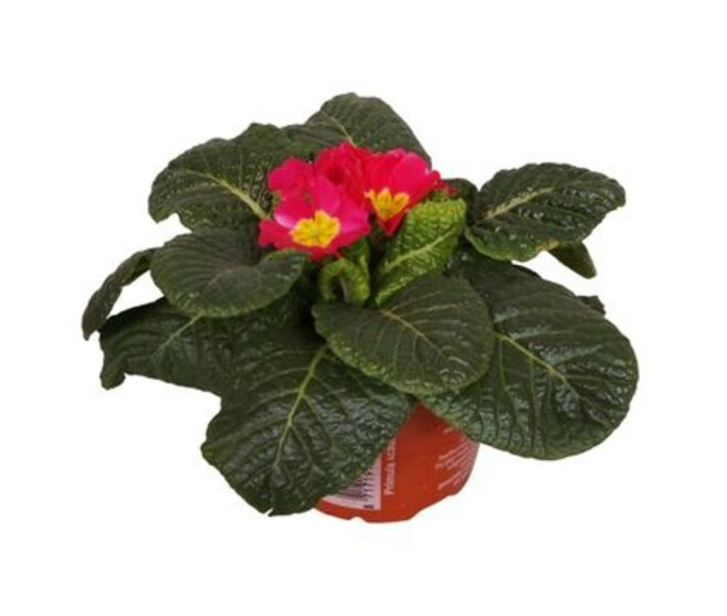 PRIMEVERE ACAULIS ROSE